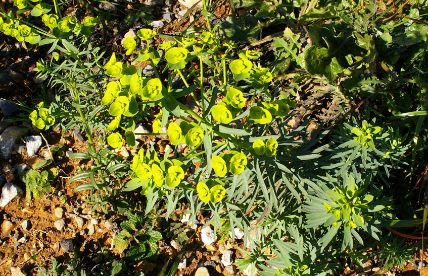 Euphorbia segetalis / Euforbia delle messi